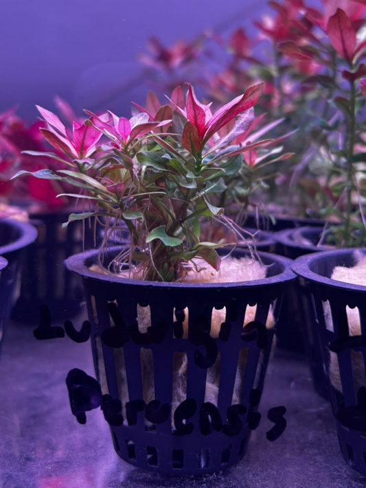 Ludwigia Peruensis