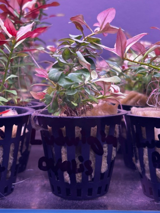 Ludwigia Ovalis