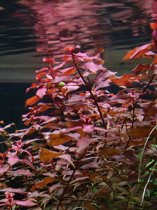 Ludwigia Rubin Variegated
