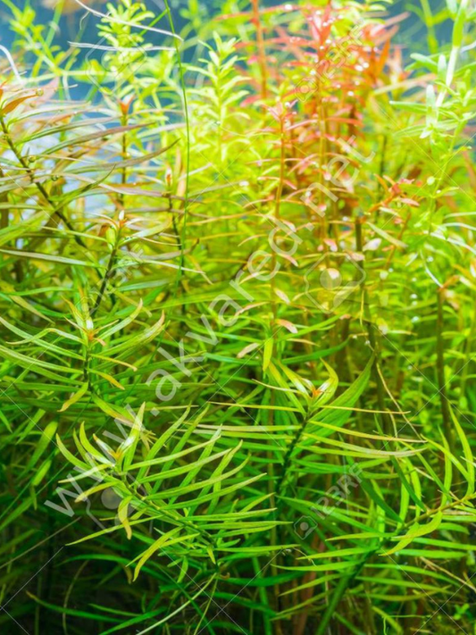 Ludwigia Arcuata