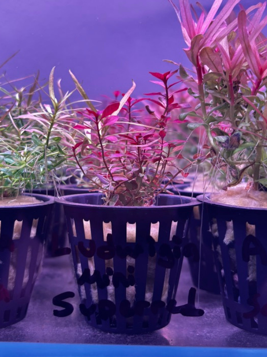 Ludwigia Mini Super Red