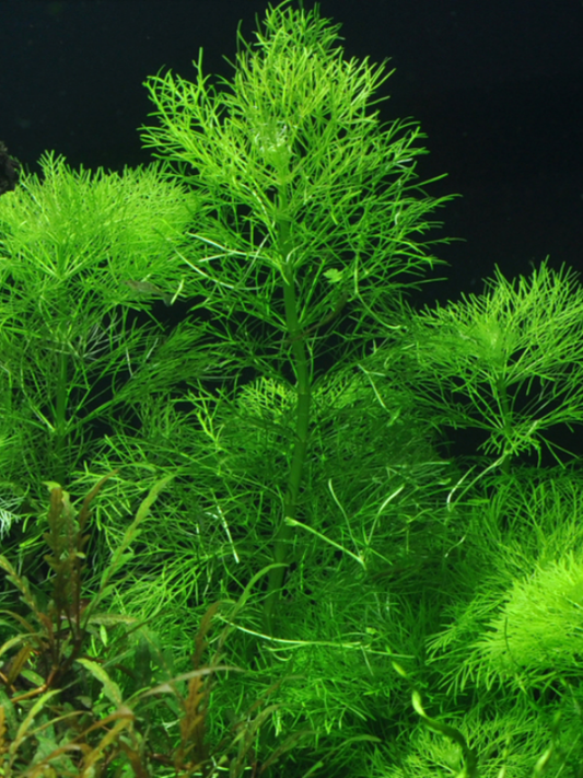 Limnophila Aquatica