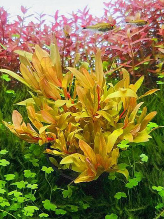 Ammannia Pedicellata Golden