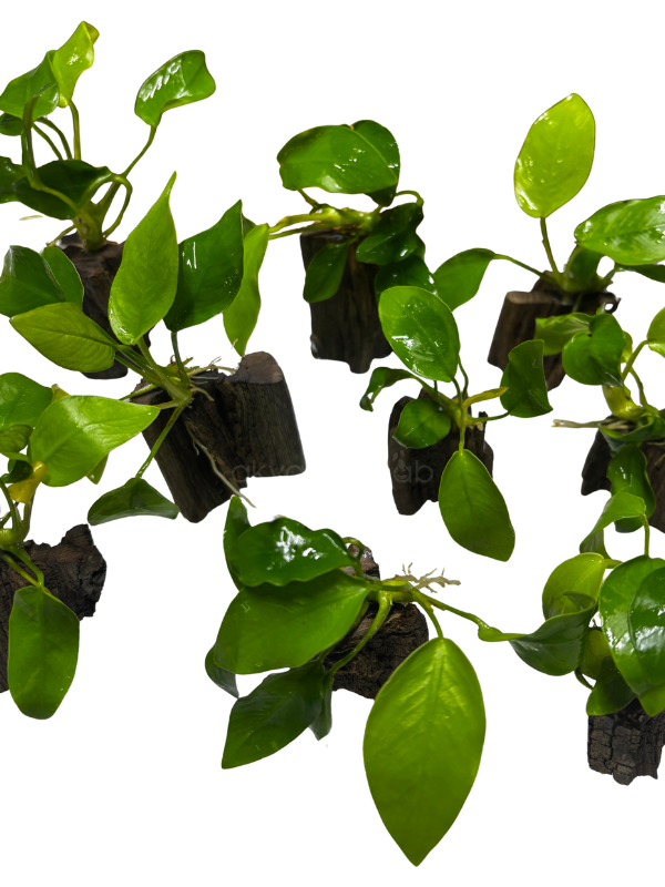 Anubias Nana 'Golden'