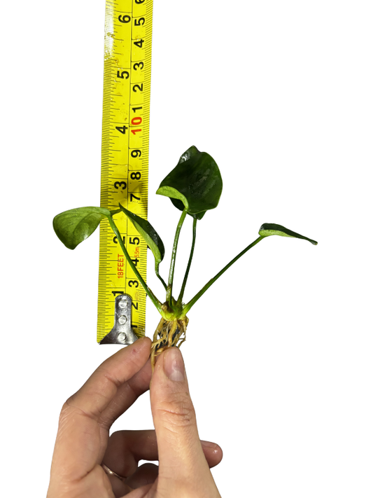 Anubias Barteri var. Nana