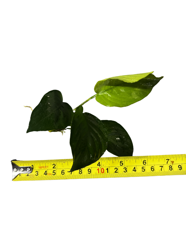 Anubias Broad Leaf