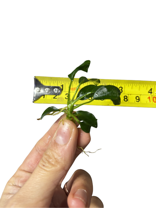 Anubias Barteri var. Nana (Petite)