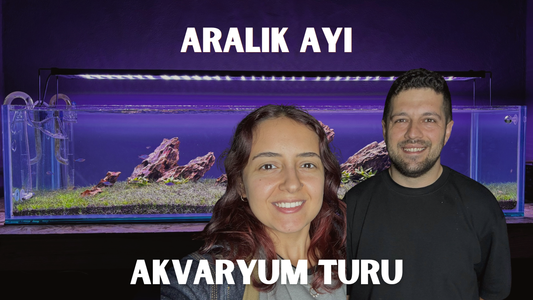 Aralık Ayı Stüdyo Akvaryum Turu