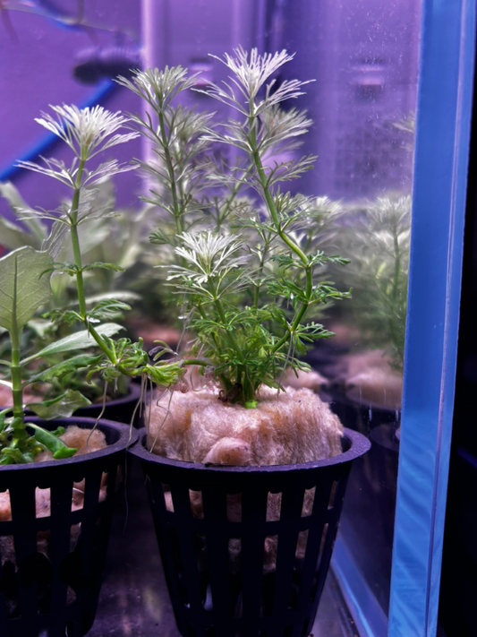 Limnophila Sessiliflora