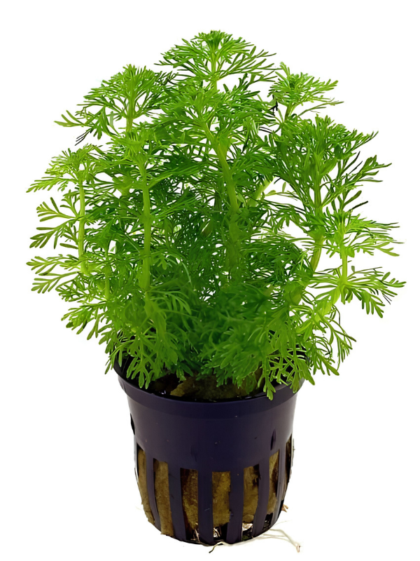 Limnophila Sessiliflora