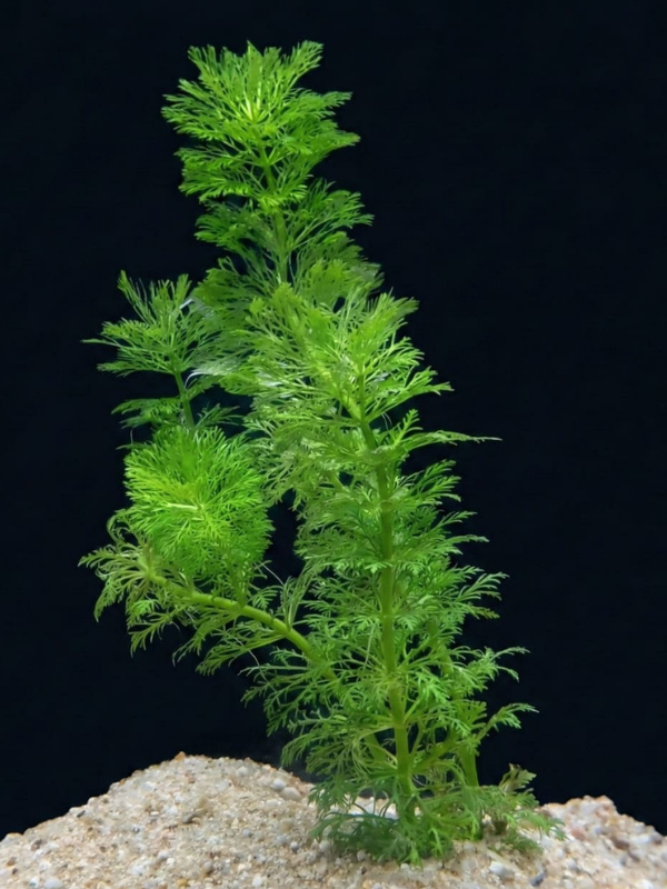 Limnophila Sessiliflora