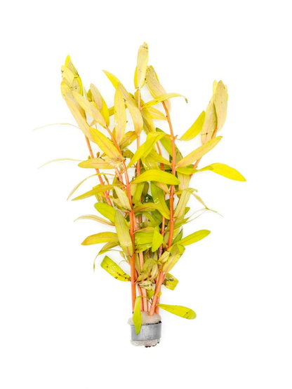Ammannia Pedicellata Golden