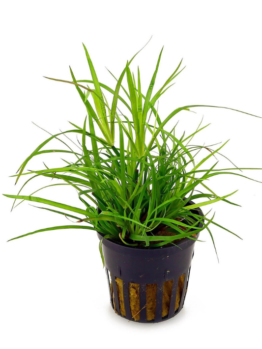 Juncus Repens