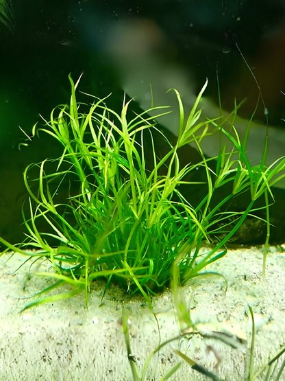 Juncus Repens