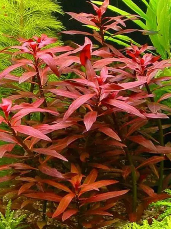 Ludwigia Peruensis