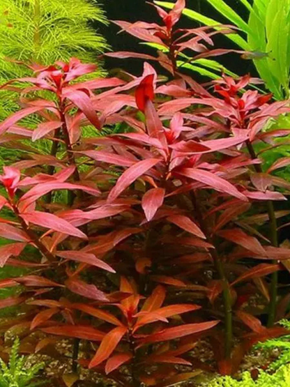 Ludwigia Peruensis
