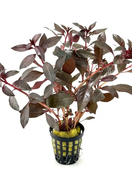 Ludwigia Peruensis