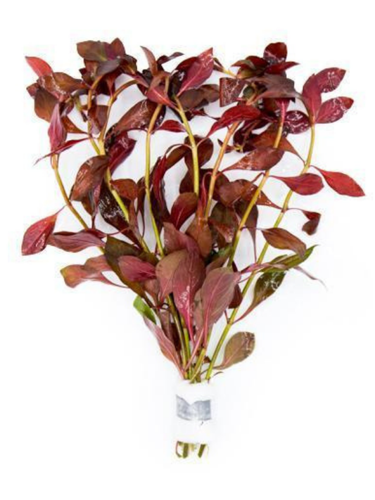 Ludwigia Diamond