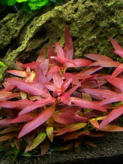 Ludwigia Diamond