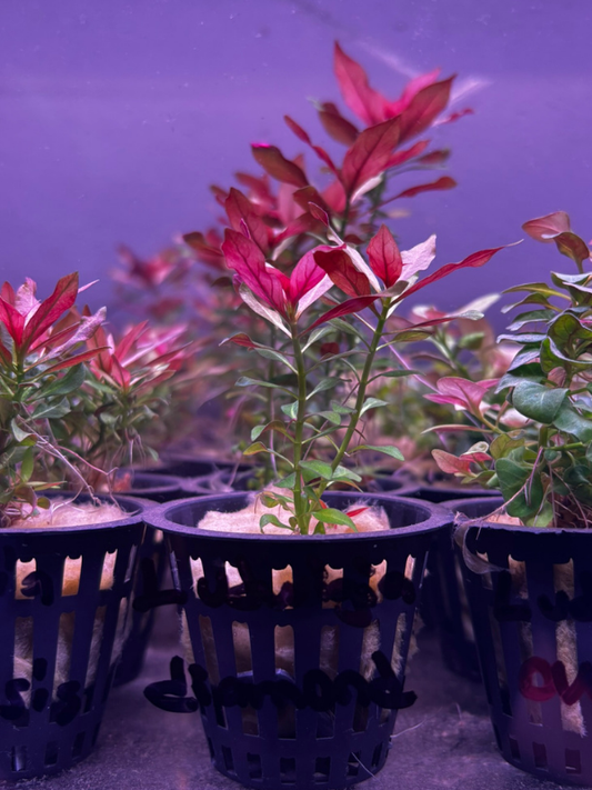 Ludwigia Diamond