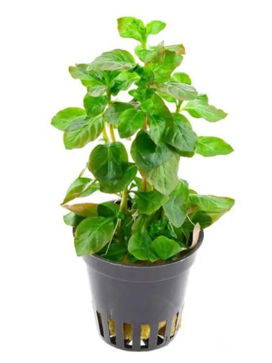 Ludwigia Ovalis