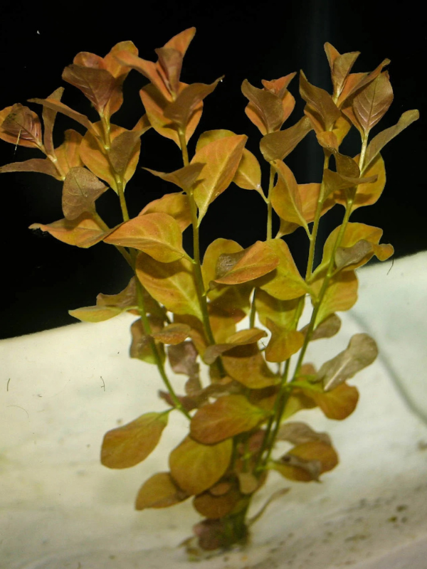 Ludwigia Ovalis