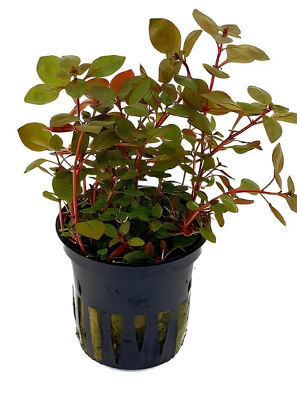 Ludwigia Rubin Variegated