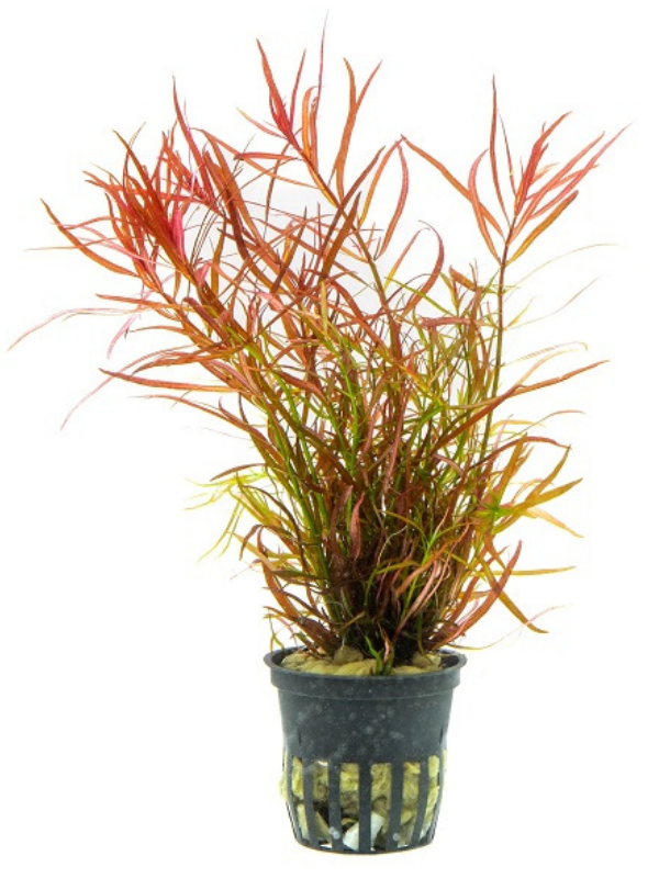 Ludwigia Arcuata