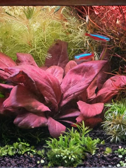 Samolus Parviflorus Red