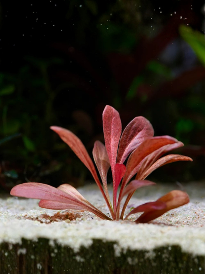 Samolus Parviflorus Red