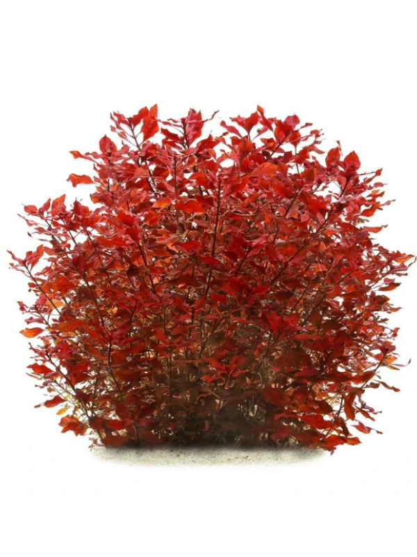 Ludwigia Mini Super Red