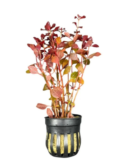 Ludwigia Mini Super Red
