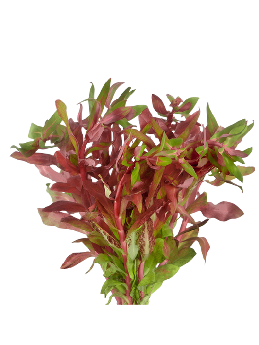 Ammania Senegalensis