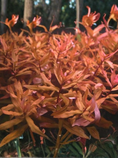 Ammania Senegalensis