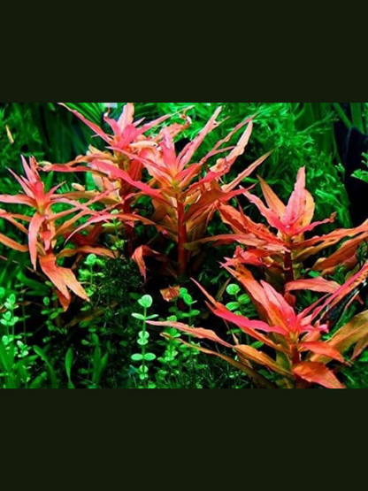 Ammania Senegalensis