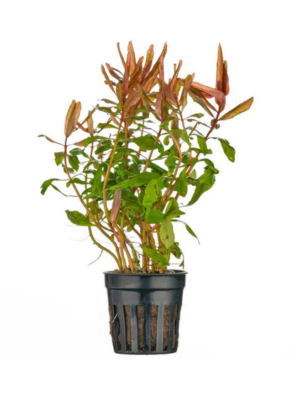 Ammannia Gracilis