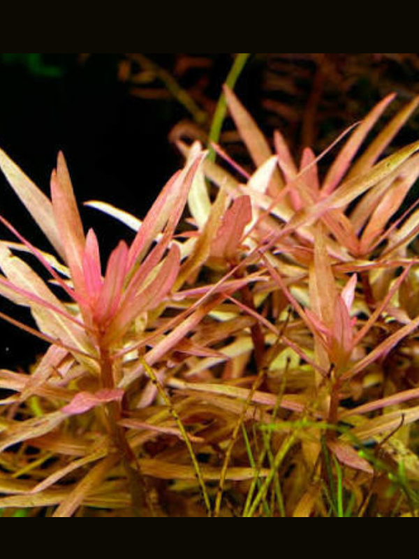 Ammannia Gracilis