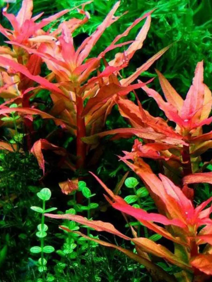 Ammannia Gracilis