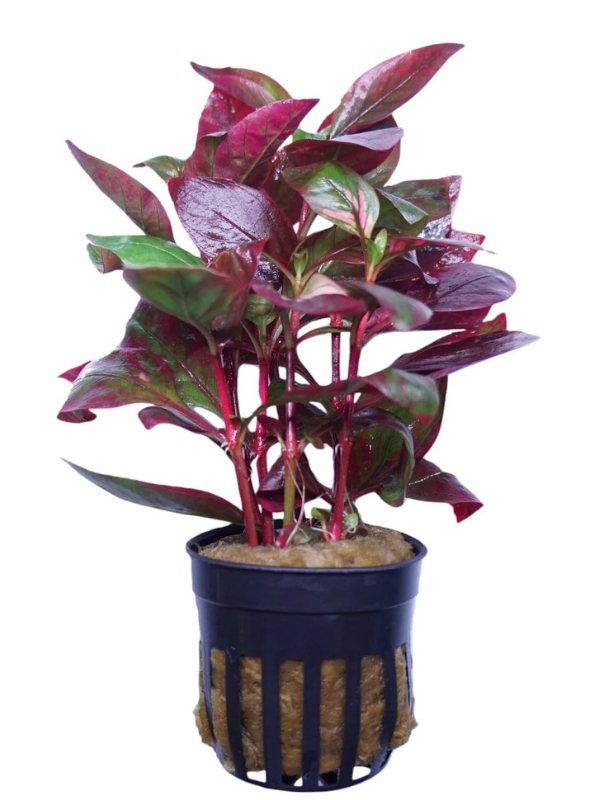 Alternanthera Reineckii Red Broad Leaf