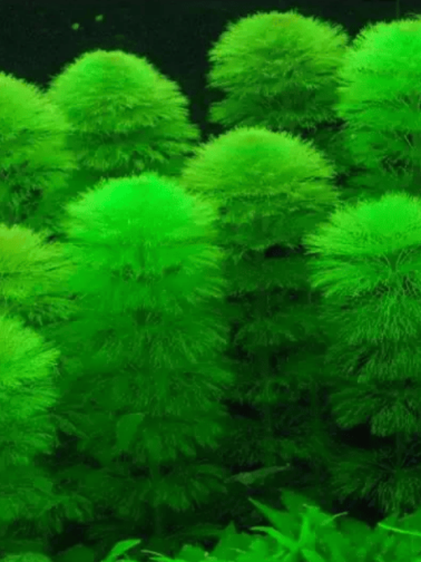 Limnophila Aquatica