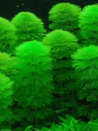 Limnophila Aquatica