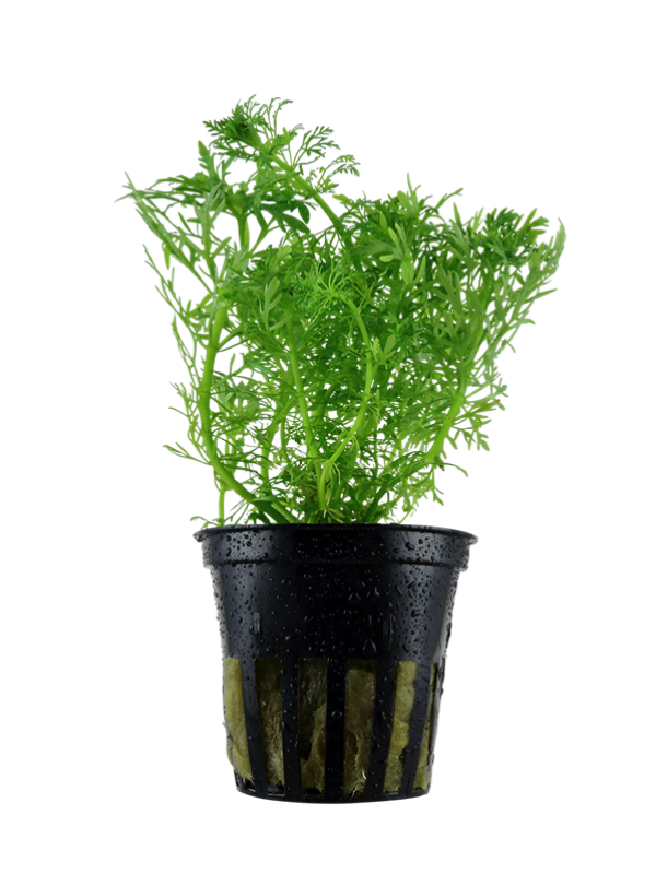 Limnophila Aquatica