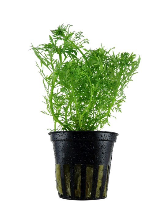 Limnophila Aquatica