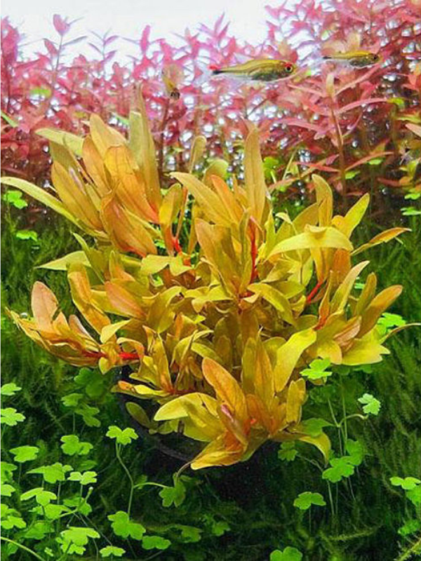 Ammannia Pedicellata Golden