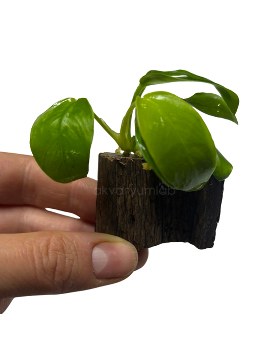 Anubias Nana 'Golden'