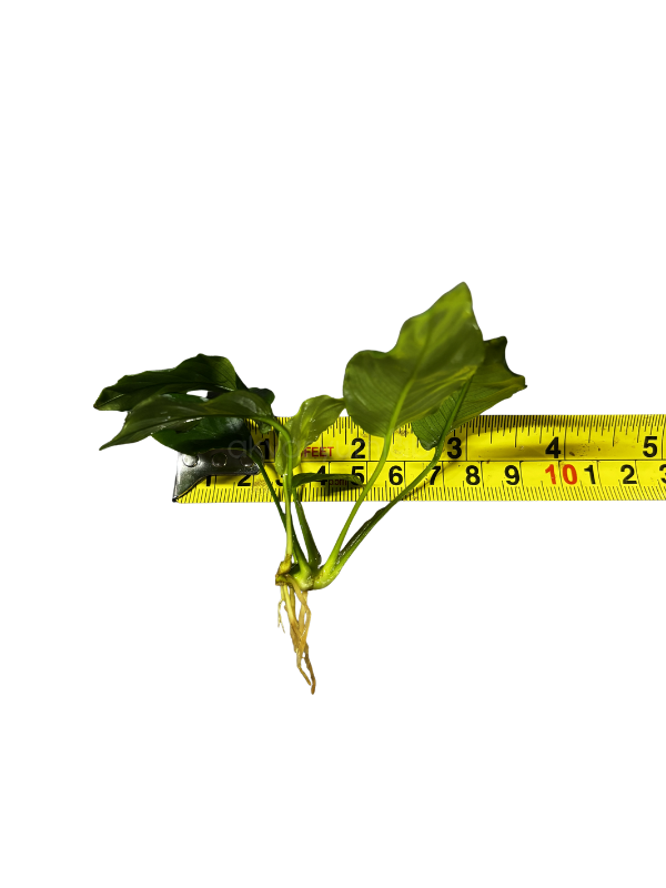 Anubias Barteri var. Nana Wrinkle Leaf