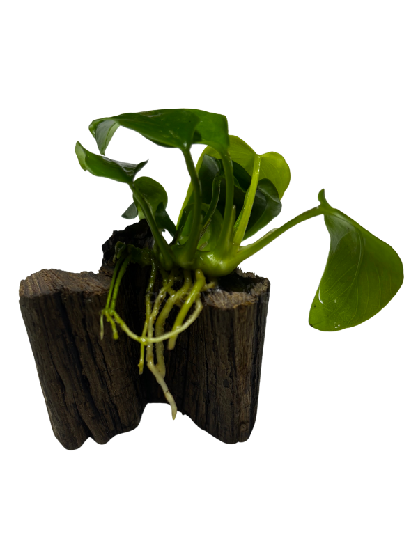 Anubias Nana 'Golden'