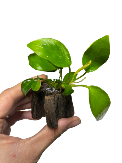 Anubias Nana 'Golden'