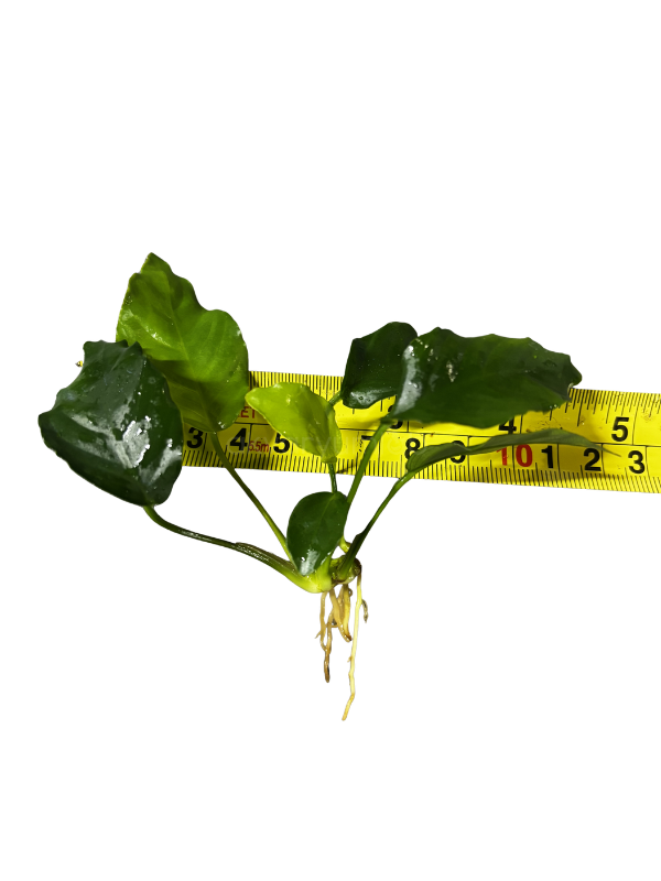 Anubias Barteri var. Nana Wrinkle Leaf