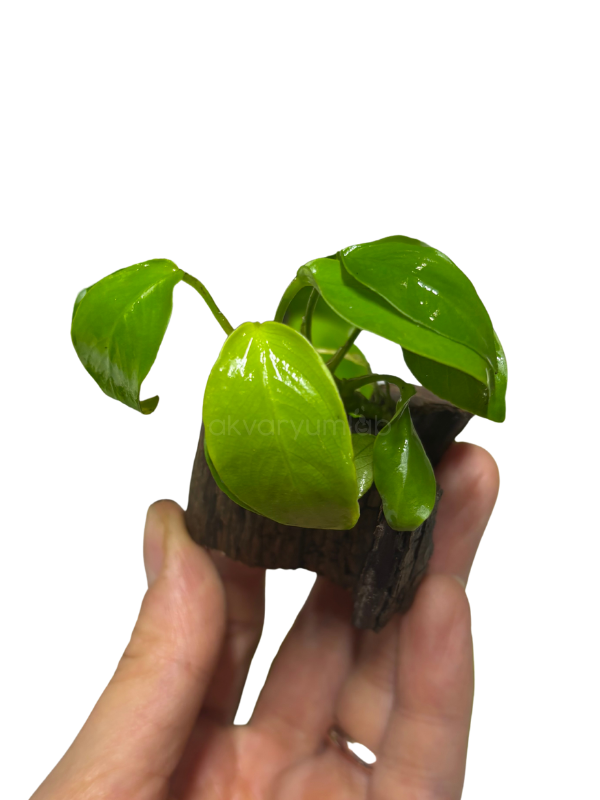Anubias Nana 'Golden'